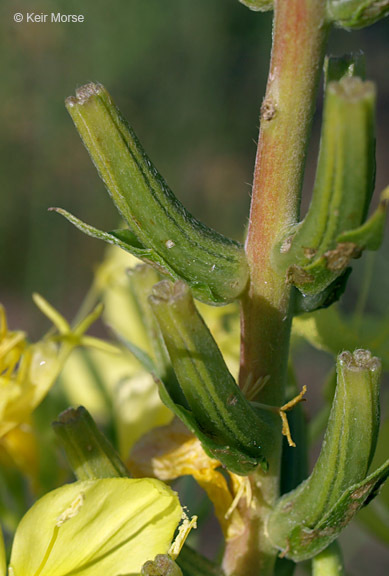 Imagem de Oenothera rhombipetala Nutt. ex Torr. & Gray