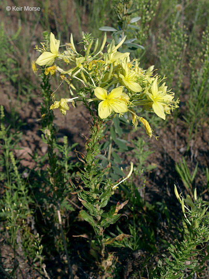 Imagem de Oenothera rhombipetala Nutt. ex Torr. & Gray