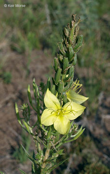 Imagem de Oenothera rhombipetala Nutt. ex Torr. & Gray