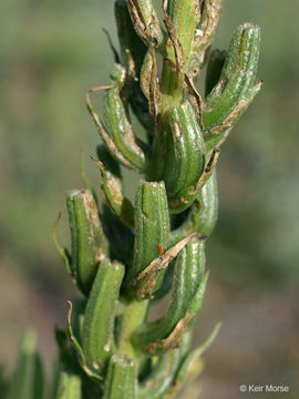 Image de Oenothera rhombipetala Nutt. ex Torr. & Gray