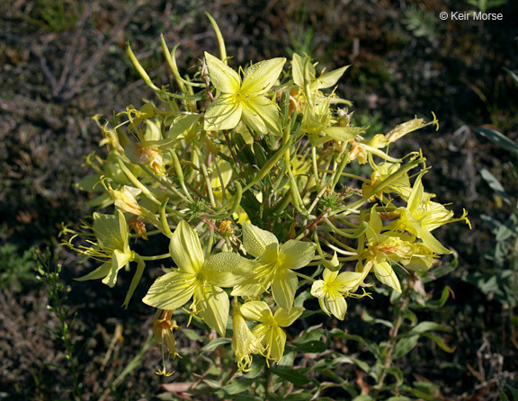 Imagem de Oenothera rhombipetala Nutt. ex Torr. & Gray