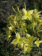 Imagem de Oenothera rhombipetala Nutt. ex Torr. & Gray