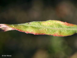 Imagem de Oenothera rhombipetala Nutt. ex Torr. & Gray