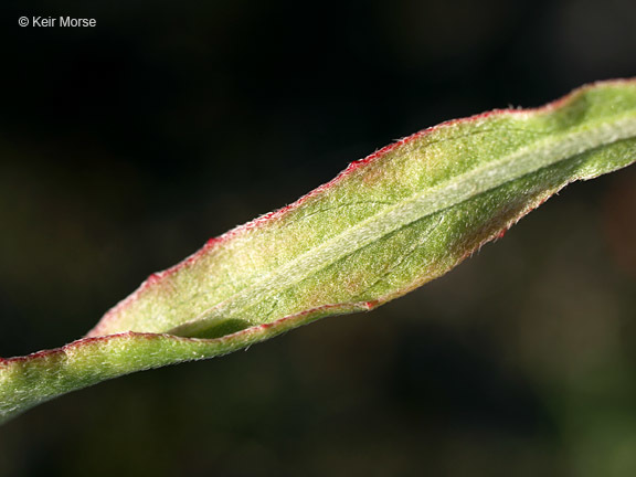 Imagem de Oenothera rhombipetala Nutt. ex Torr. & Gray