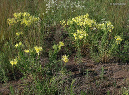 Imagem de Oenothera rhombipetala Nutt. ex Torr. & Gray