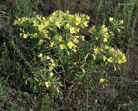 Image de Oenothera rhombipetala Nutt. ex Torr. & Gray