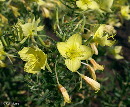 Imagem de Oenothera rhombipetala Nutt. ex Torr. & Gray