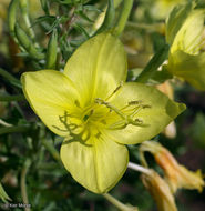 Imagem de Oenothera rhombipetala Nutt. ex Torr. & Gray