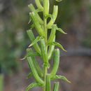 Oenothera rhombipetala Nutt. ex Torr. & Gray resmi