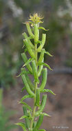 Imagem de Oenothera rhombipetala Nutt. ex Torr. & Gray