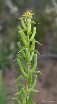 Слика од Oenothera rhombipetala Nutt. ex Torr. & Gray