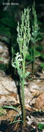 صورة Botrychium matricariifolium (Döll) A. Br. ex Koch