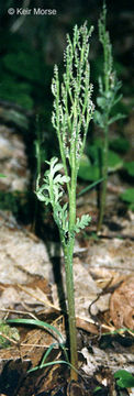 Image of branched moonwort