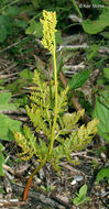 Image of rattlesnake grape-fern