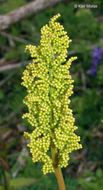 Image of rattlesnake grape-fern