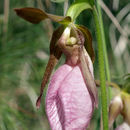 Image of Pink lady's slipper