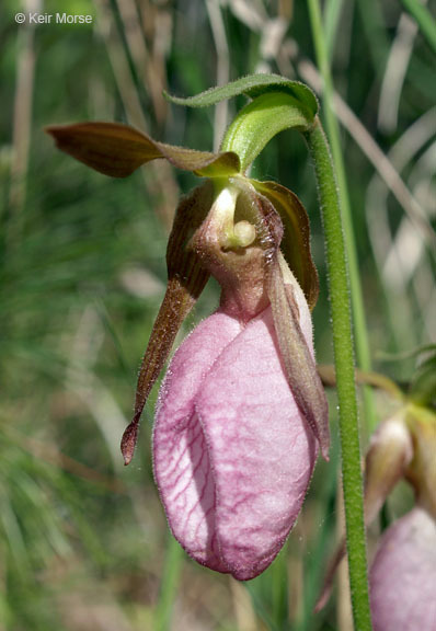 Слика од Cypripedium acaule Aiton