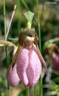 Слика од Cypripedium acaule Aiton