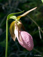 Слика од Cypripedium acaule Aiton