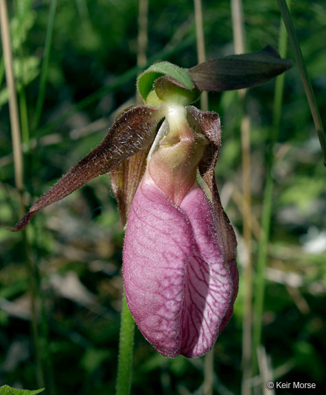 Слика од Cypripedium acaule Aiton