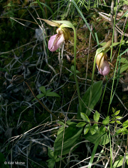 Слика од Cypripedium acaule Aiton