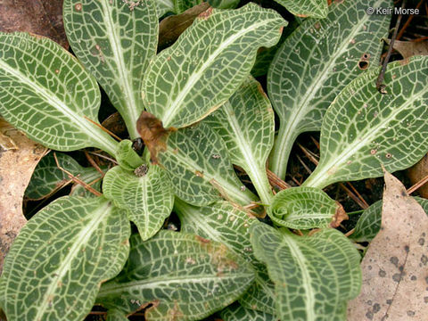 Image of downy rattlesnake plantain