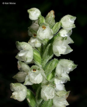 Image of downy rattlesnake plantain