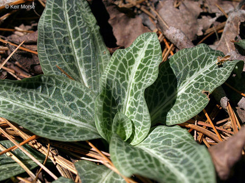 Image of downy rattlesnake plantain