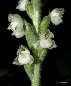 Image of downy rattlesnake plantain