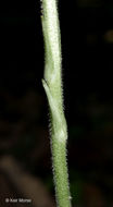 Image of downy rattlesnake plantain