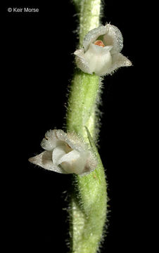 Image of Checkered rattlesnake plantain