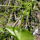 Image of <i>Listera cordata</i> var. <i>nephrophylla</i>