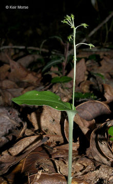Image of Green adder's-mouth orchid