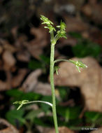 Image of Green adder's-mouth orchid