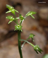 Image of Green adder's-mouth orchid