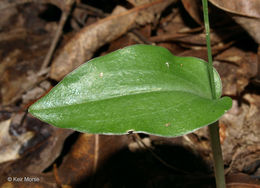 Image de Malaxis unifolia Michx.