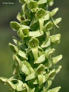 Image of Huron green orchid