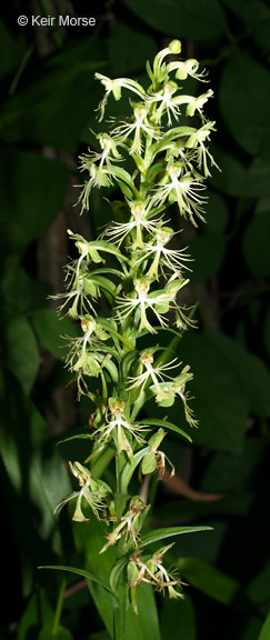 Image of Green fringed orchid