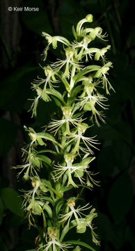 Platanthera lacera (Michx.) G. Don resmi