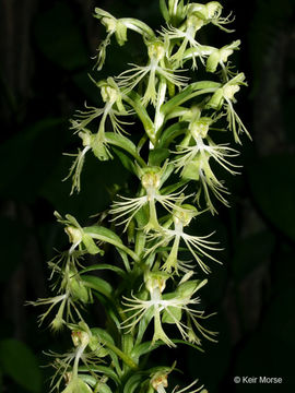 Platanthera lacera (Michx.) G. Don resmi