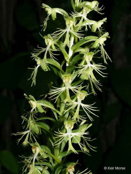 Image of Green fringed orchid