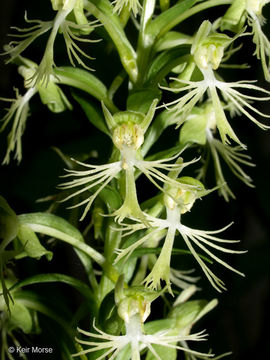 Platanthera lacera (Michx.) G. Don resmi