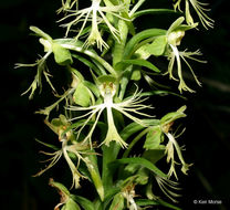 Image of Green fringed orchid