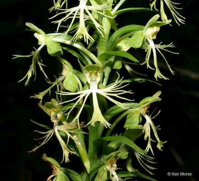 Слика од Platanthera lacera (Michx.) G. Don