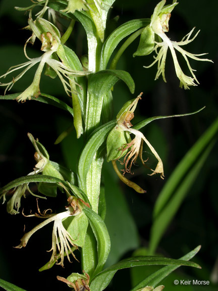 Platanthera lacera (Michx.) G. Don resmi