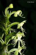 Platanthera lacera (Michx.) G. Don resmi