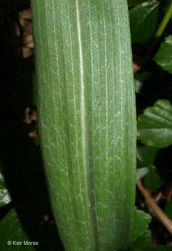 Image of Green fringed orchid