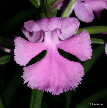 Image of Purple fringed orchid