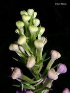 Image of Purple fringed orchid