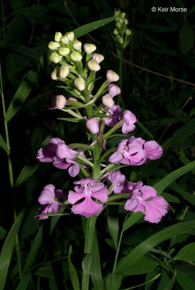 Image of Purple fringed orchid